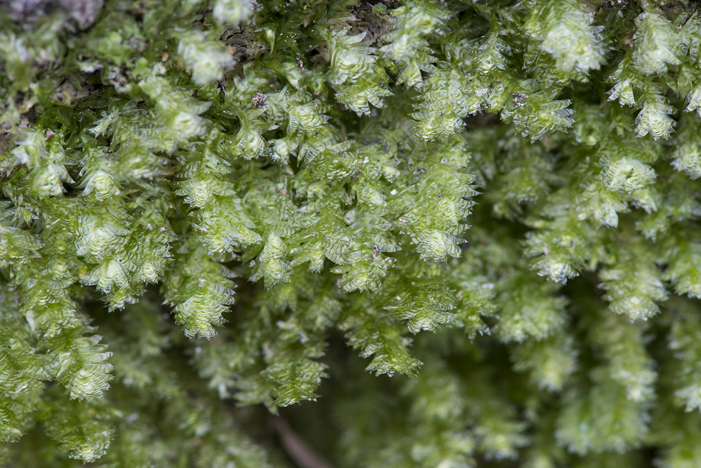 Image of Neckera pennata specimen.