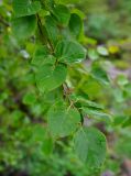 Betula costata. Верхушка ветви. Приморье, Ольгинский р-н, долина р. Милоградовки, опушка смешанного леса на скалистом берегу реки. 21.08.2015.