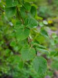 Betula costata