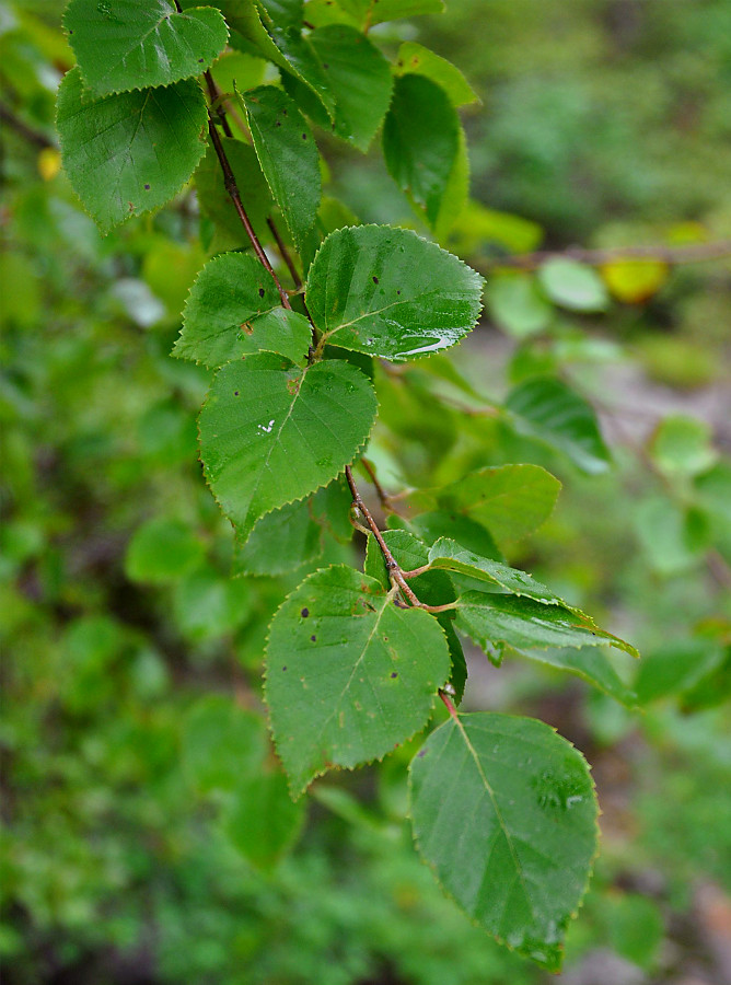 Image of Betula costata specimen.