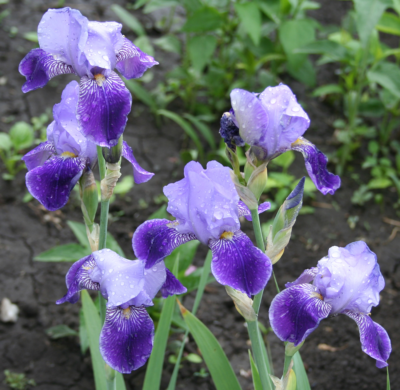 Изображение особи Iris &times; hybrida.