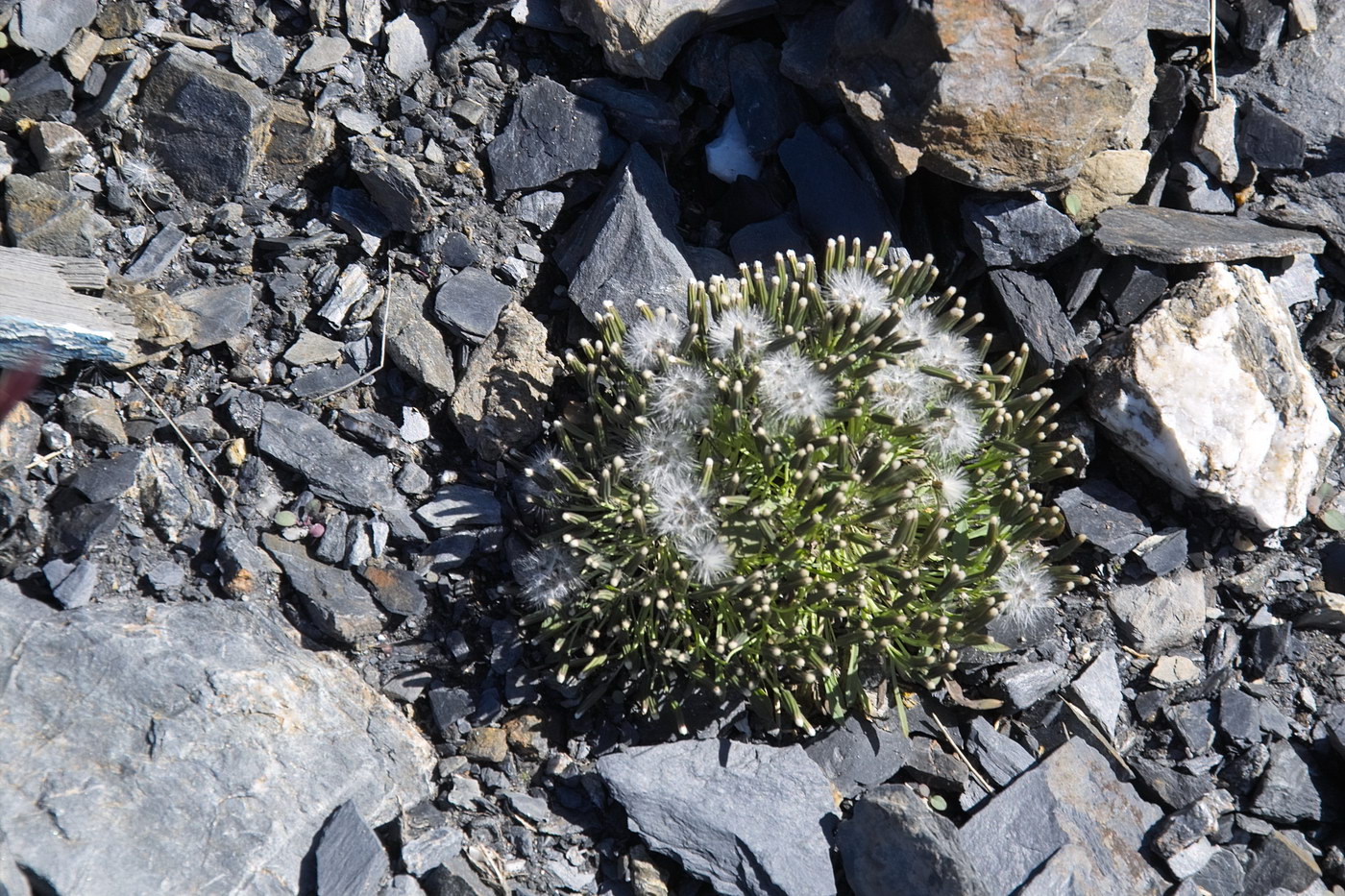 Image of Crepis nana specimen.