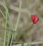 Lathyrus setifolius