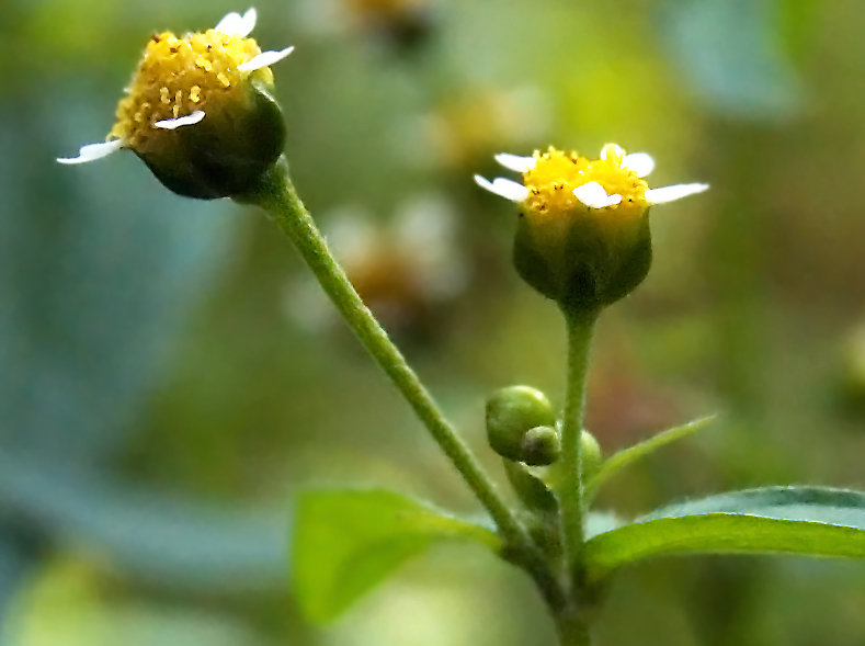 Image of Galinsoga parviflora specimen.