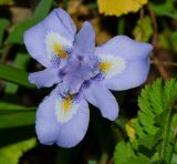Moraea sisyrinchium