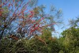 Hakea orthorrhyncha