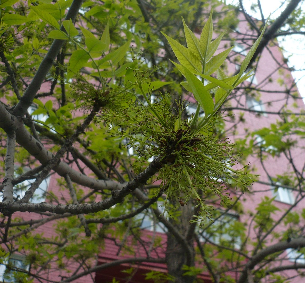 Image of Fraxinus pennsylvanica specimen.