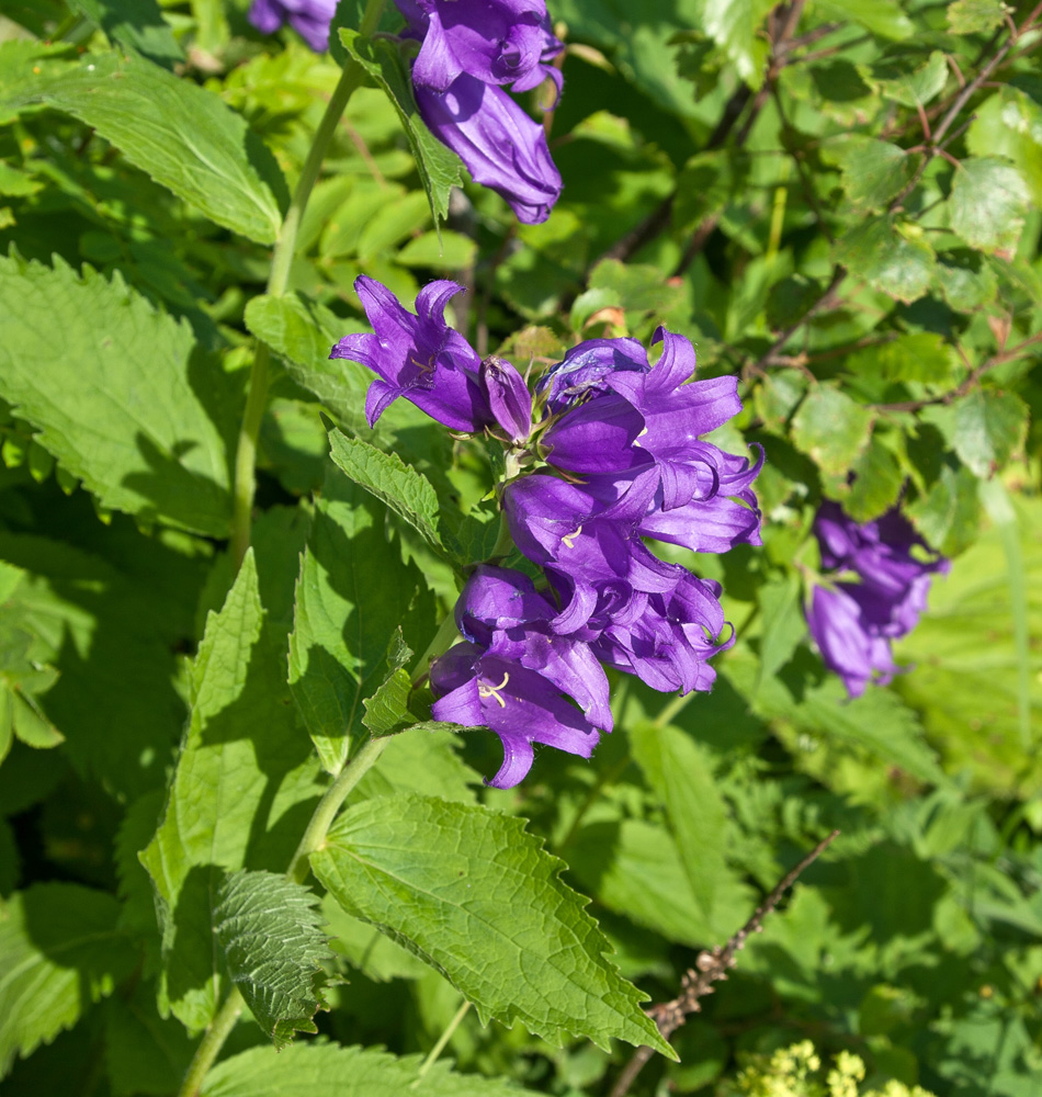 Изображение особи Campanula latifolia.