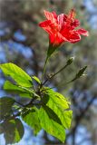 Hibiscus rosa-sinensis. Верхушка побега с цветком и бутонами. Греция, о. Крит, Ретимно (Ρέθυμνο), городской парк. 29.04.2014.