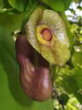 Aristolochia macrophylla