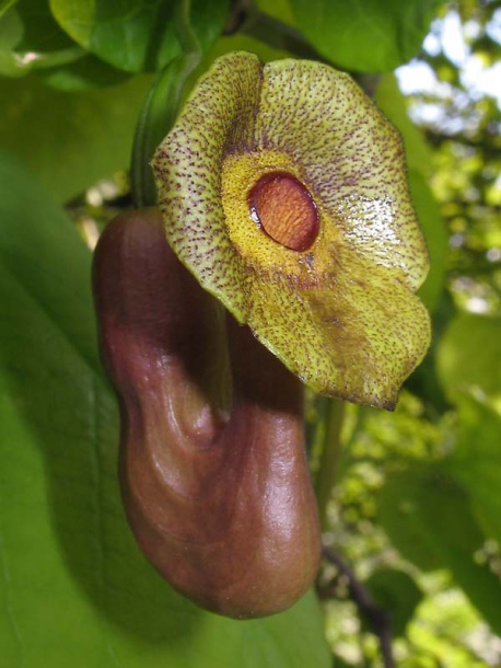 Image of Aristolochia macrophylla specimen.