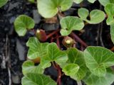 Calystegia soldanella