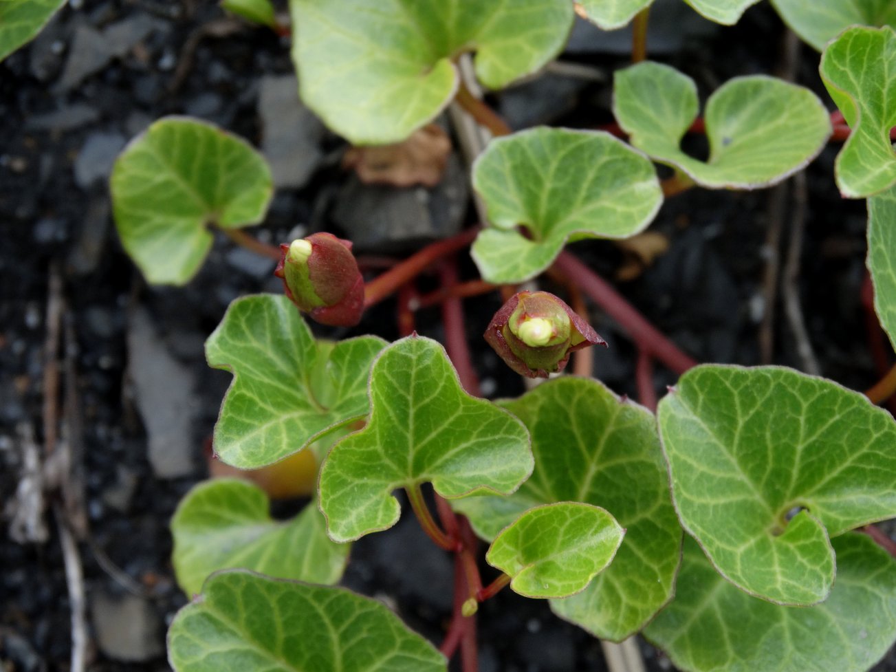 Image of Calystegia soldanella specimen.