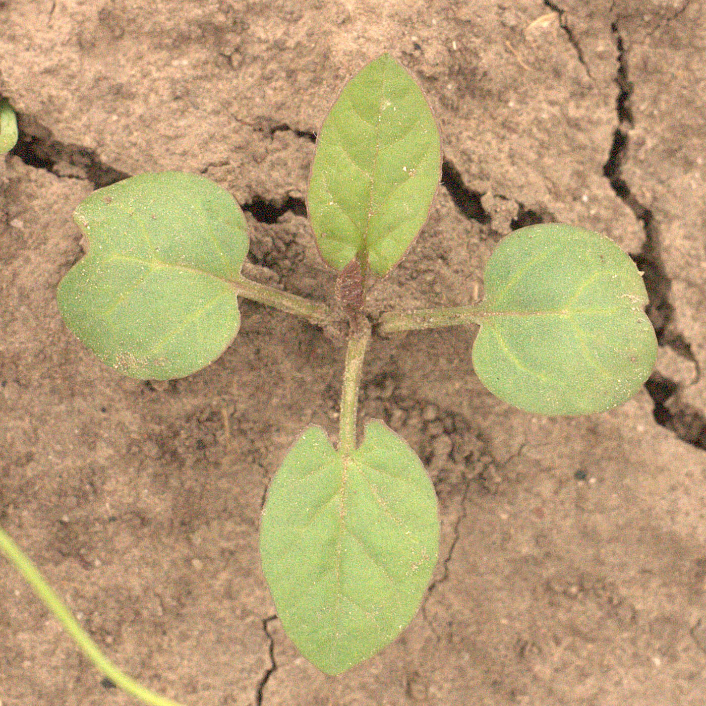 Image of Convolvulus arvensis specimen.