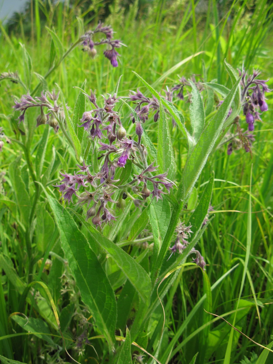 Image of Symphytum officinale specimen.