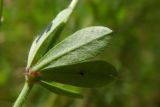 Dorycnium herbaceum. Листочек (нижняя сторона). Республика Адыгея, Майкопский р-н, сырой луг возле пруда у хутора Дьяков. 25.06.2016.