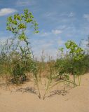 Euphorbia seguieriana