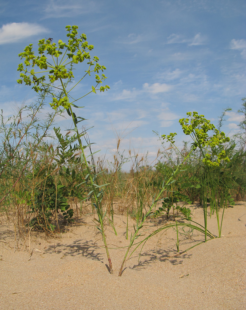 Image of Euphorbia seguieriana specimen.