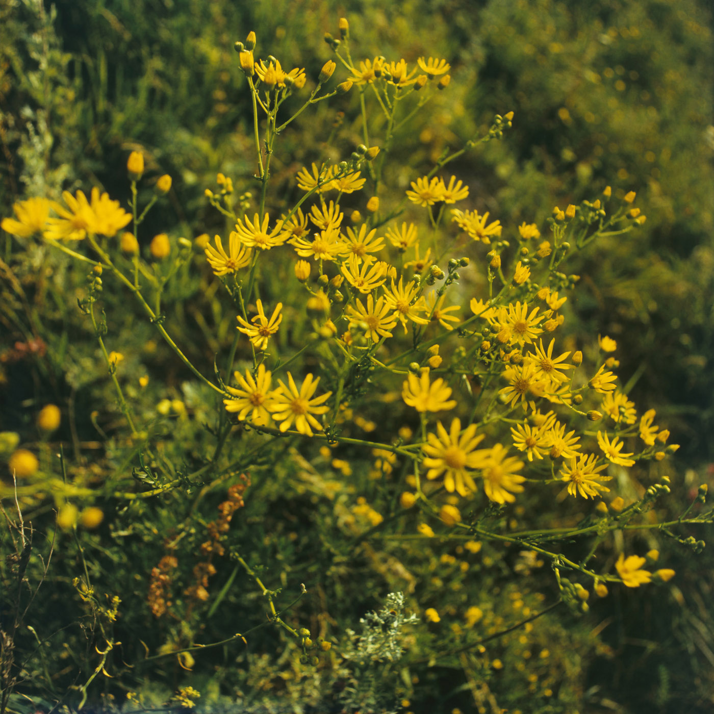 Image of Senecio erucifolius specimen.