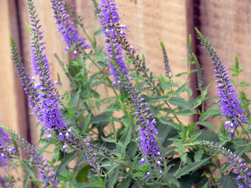 Image of Veronica longifolia specimen.