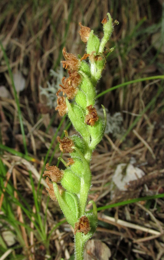 Изображение особи Goodyera repens.