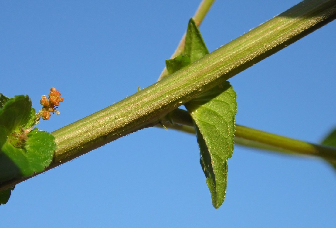 Image of Acalypha australis specimen.