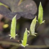 Oxalis stricta. Незрелые плоды, поражённые мучнистой росой [возбудитель Erysiphe (Microsphaera) russellii]. Саратов, Кумысная поляна, дачный участок. 13.08.2016.