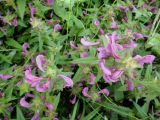 Pedicularis resupinata