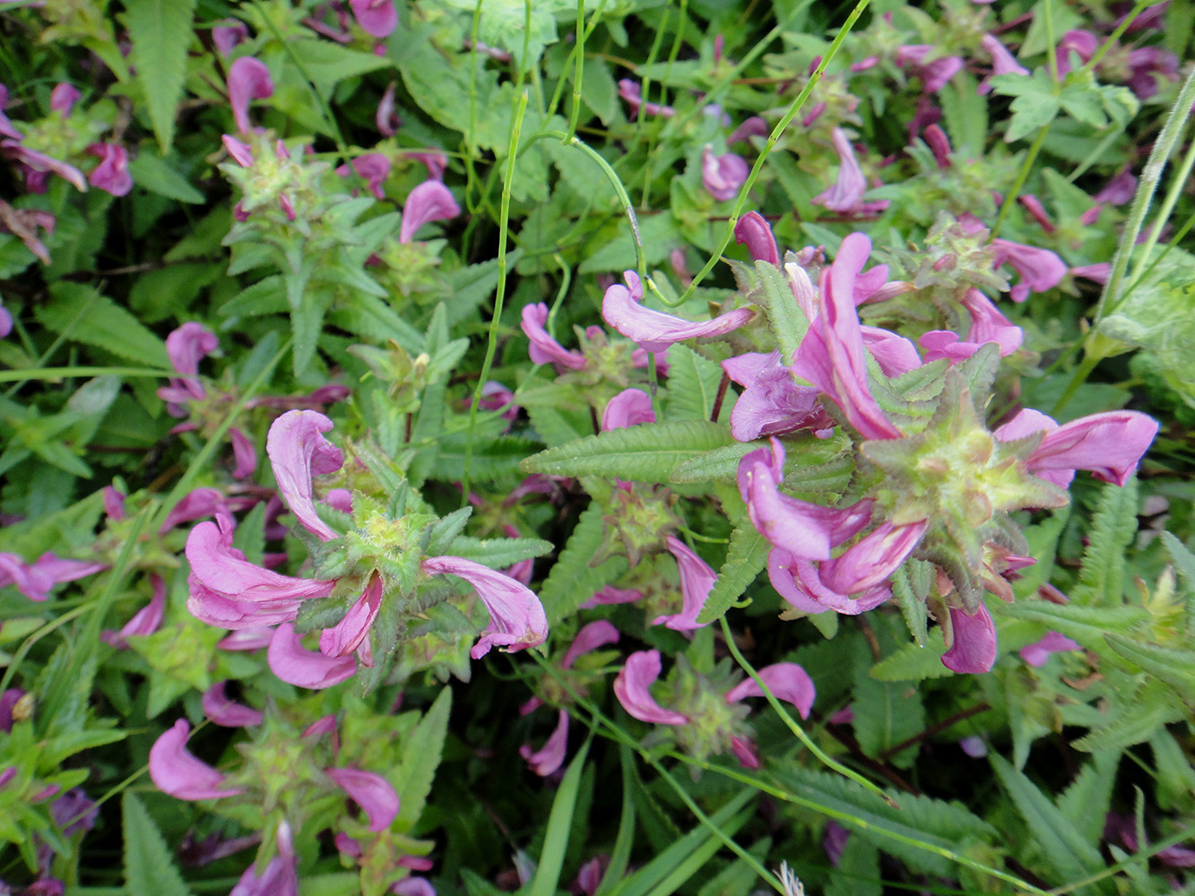 Изображение особи Pedicularis resupinata.