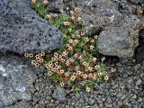 Silene acaulis