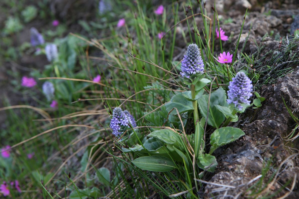 Изображение особи Lagotis glauca.