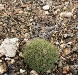 Dianthus klokovii