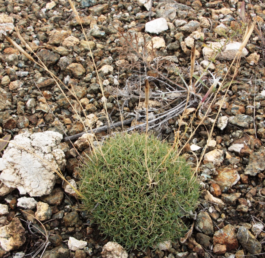 Image of Dianthus klokovii specimen.