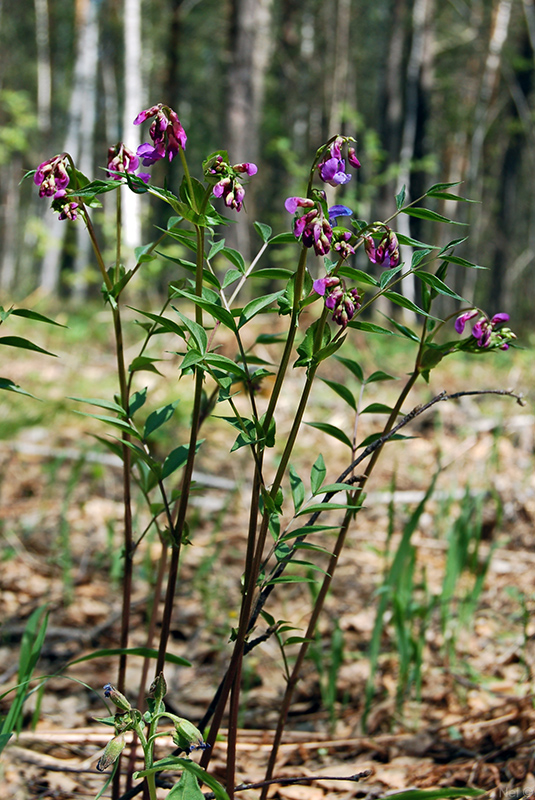 Изображение особи Lathyrus vernus.