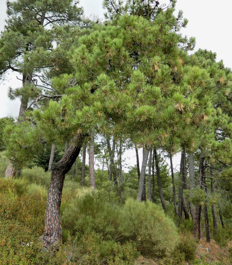 Image of Pinus nigra specimen.