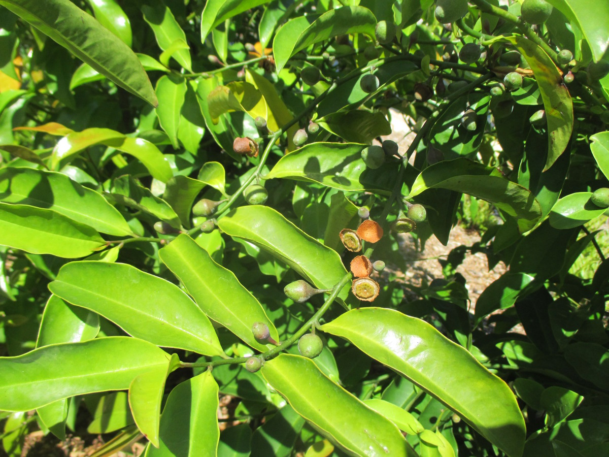 Image of Eupomatia laurina specimen.