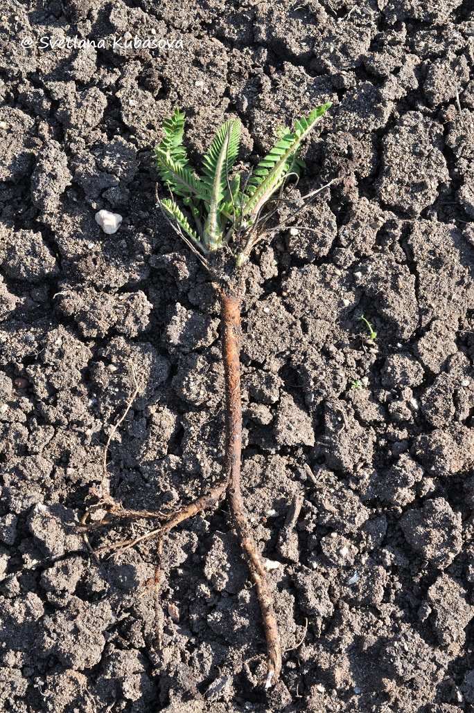 Image of Astragalus alopecurus specimen.
