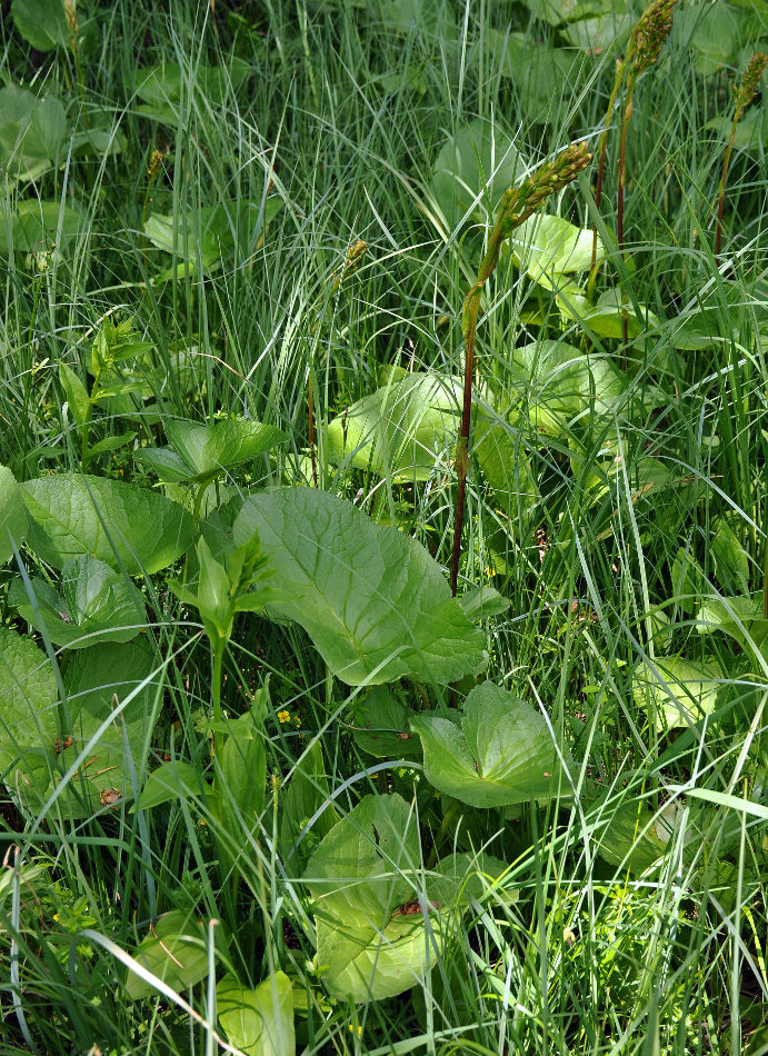 Изображение особи Ligularia subsagittata.