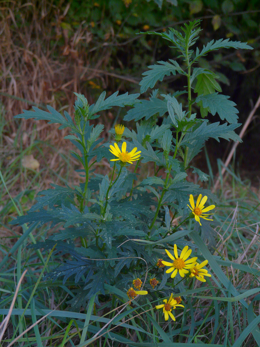 Image of Senecio grandidentatus specimen.