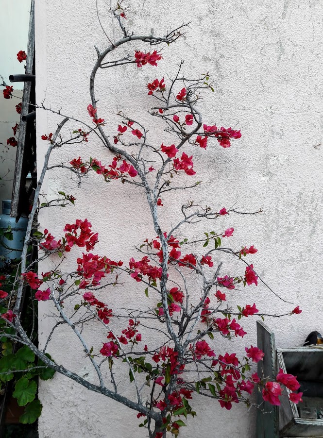 Изображение особи род Bougainvillea.