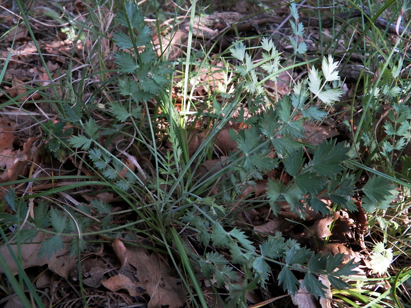 Image of Pimpinella tragium specimen.