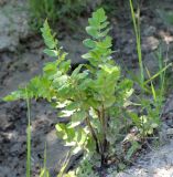 Berula erecta