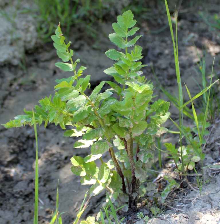 Image of Berula erecta specimen.
