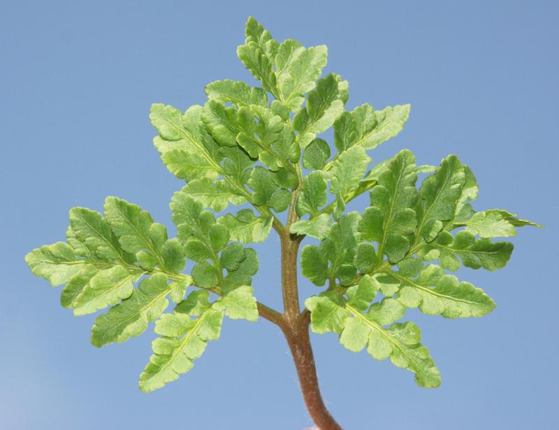 Image of Botrychium multifidum specimen.