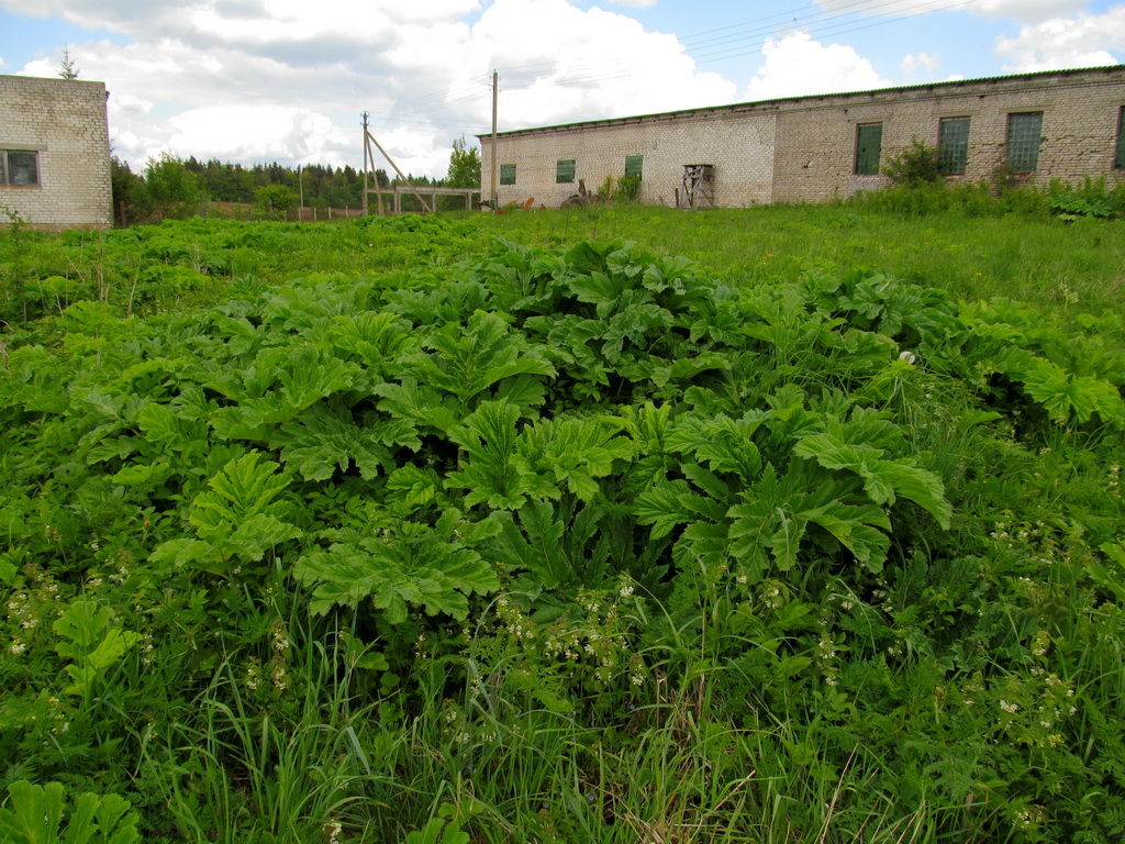 Image of Heracleum sosnowskyi specimen.