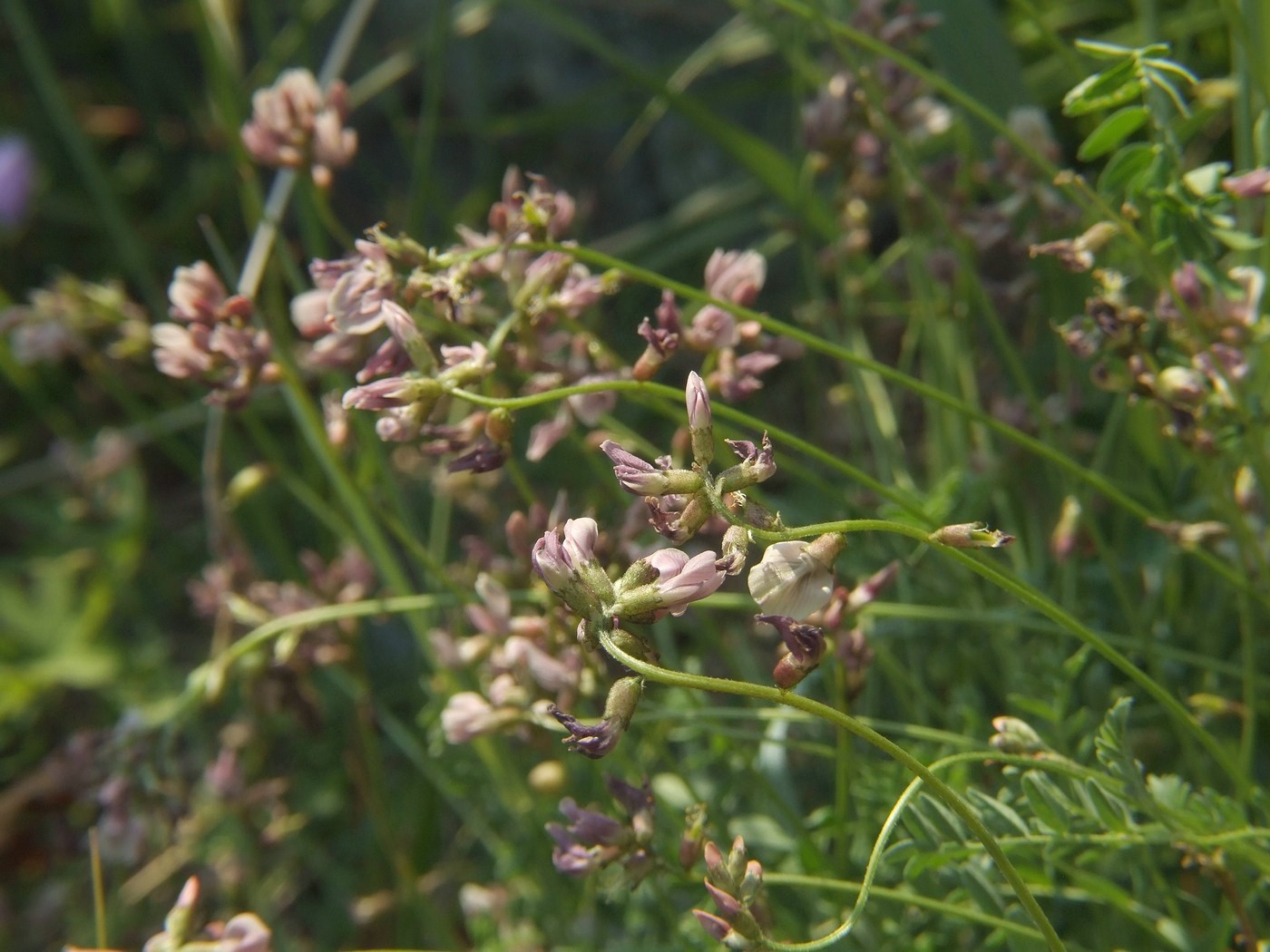 Image of Astragalus vallicoides specimen.