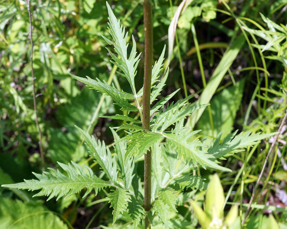 Изображение особи Patrinia scabiosifolia.