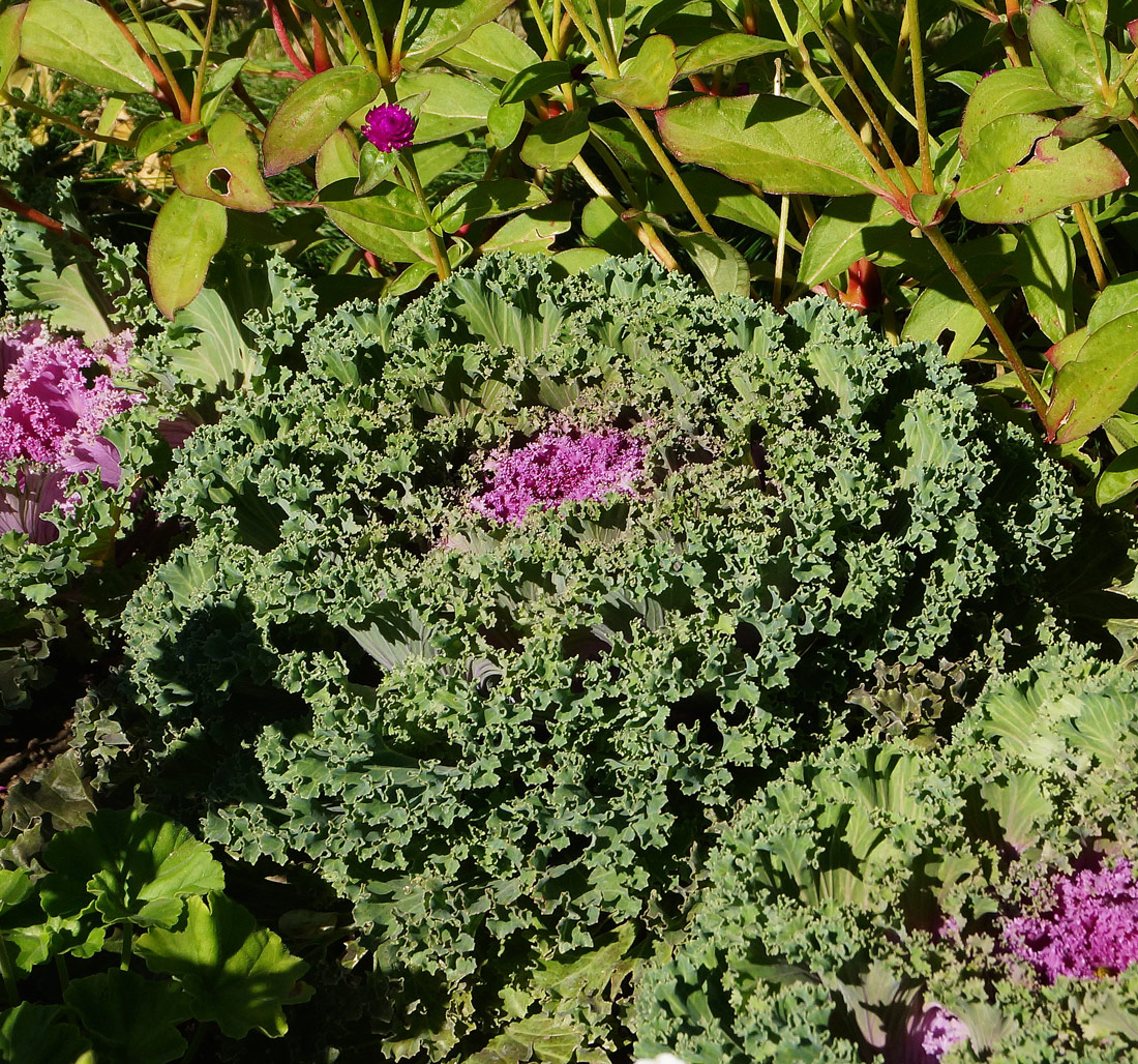 Изображение особи Brassica oleracea var. viridis.