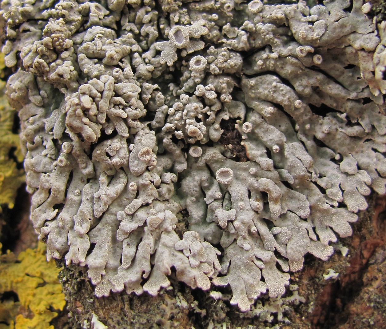 Image of Physconia distorta specimen.