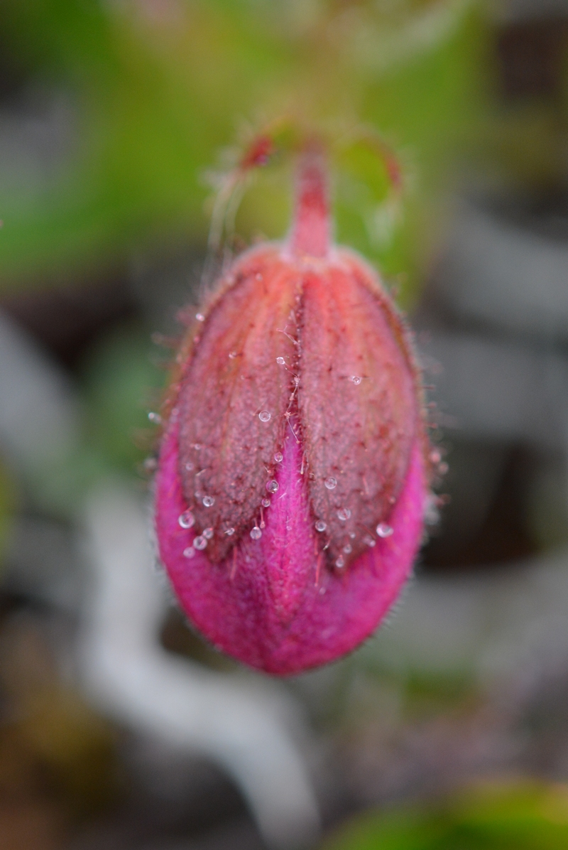 Image of Rhododendron camtschaticum specimen.